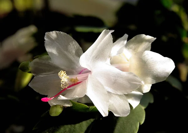 Boże Narodzenie Kaktusy Schlumbergera Soczyste Dość Białych Kwiatów Zbliżenie — Zdjęcie stockowe