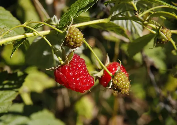 Red Sweet Juicy Raspberries Garden Summer — Stock Photo, Image