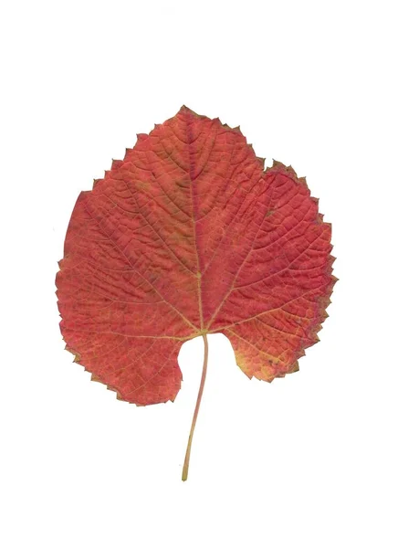 Vitis Coignetiae Nin Kırmızı Yaprağı Izole Edilmiş — Stok fotoğraf