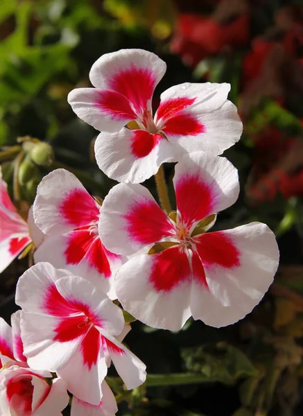 Bonitas Flores Rosas Rojas Geranio Planta Maceta Cerca —  Fotos de Stock