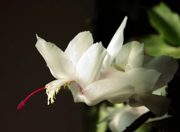 Christmas Cactus Schlumbergera Succulent Pretty White Flowers Close — Stock Photo, Image