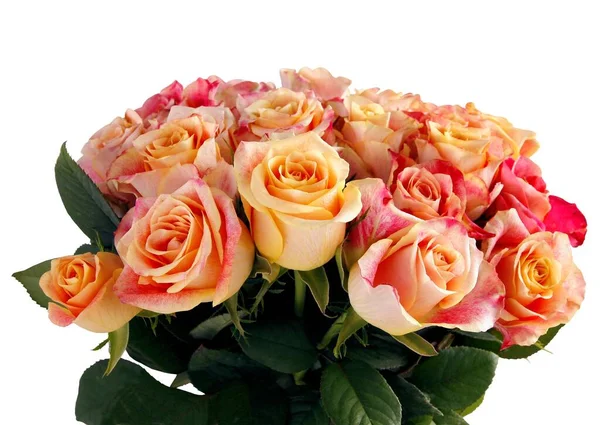 Vackra Blommor Ros Buske Från Trädgården Närbild — Stockfoto