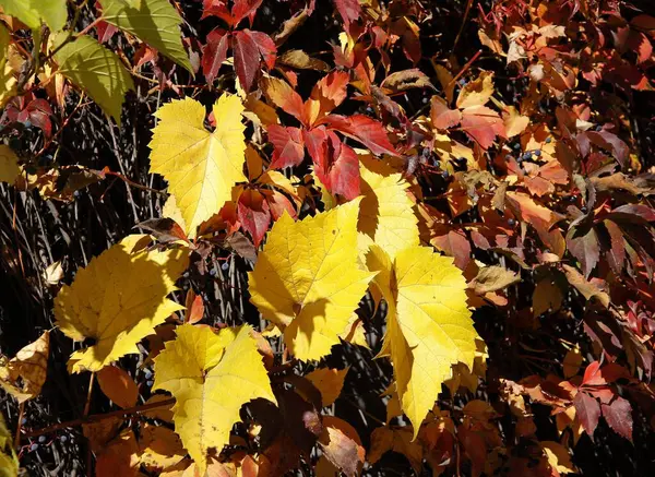 Жовте Листя Виноградної Скелелазіння Рослини Восени — стокове фото