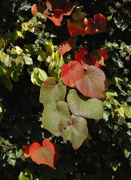 Aristolochia Macrocephalia Com Folhagem Multicolor Outono — Fotografia de Stock