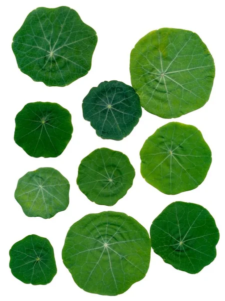 Green Leaves Tropacolum Plant Isolated Close — Stock Photo, Image