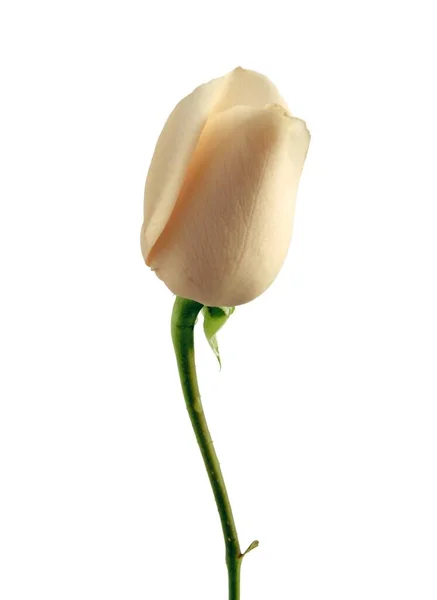 Szép Rózsabokor Virágok Kertből Közelről — Stock Fotó