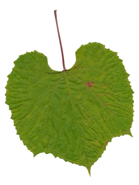 Rotes Blatt Der Kletterpflanze Vitis Coignetiae Isoliert — Stockfoto