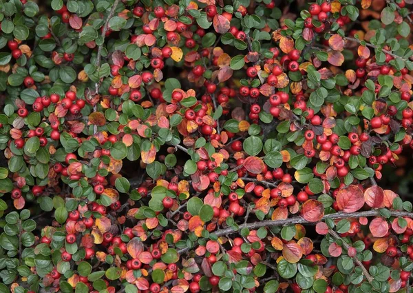 Cotoneaster Horizontalis Θάμνος Μικρά Κόκκινα Φρούτα Φθινόπωρο Στον Κήπο — Φωτογραφία Αρχείου