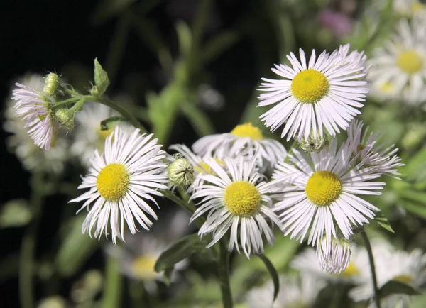 Små Lila Blommor Vilda Växt Erigeron Närbild — Stockfoto