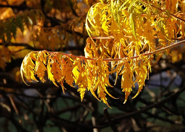 Rhus Typhinna Sumagre Com Folhagem Amarela Outono — Fotografia de Stock