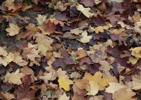 公園の秋にはカエデの黄色の葉が — ストック写真