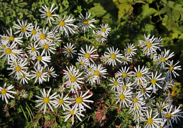 Weiße Schöne Blüten Von Acinos Alpinus Garten — Stockfoto