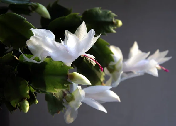Cactus Navidad Schlumbergera Suculenta Con Bonitas Flores Blancas Cerca — Foto de Stock