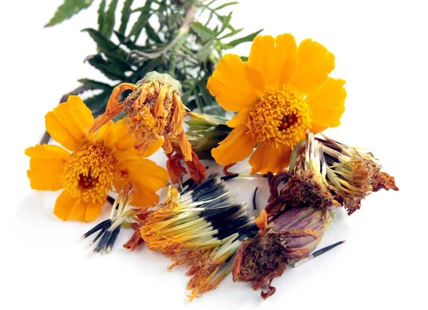 Orange Blommor Och Svarta Frön Tagetes Växt Närbild — Stockfoto