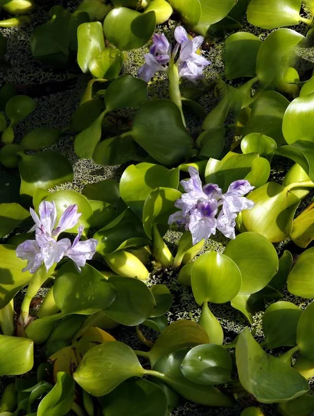 Lila Szép Virágok Eichhornia Crassipes Növény Közelről — Stock Fotó