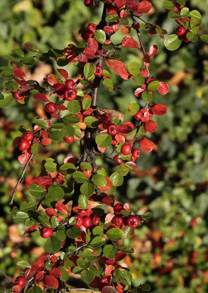Cotoneaster Horizontalis Buisson Avec Petits Fruits Rouges Automne Dans Jardin — Photo
