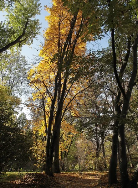 Желтые Осенние Листья Дерева Carya Cordiformis Парке — стоковое фото