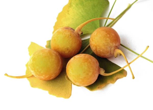 Frutos Amarillos Del Árbol Ginkgo Maidenhair Otoño Cerca — Foto de Stock