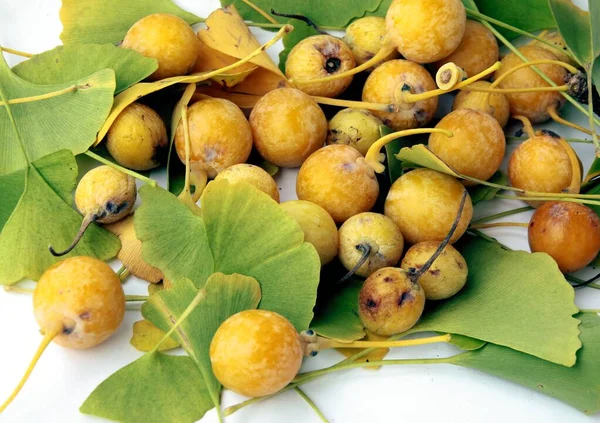 Žluté Plody Ginkgo Maidenhair Strom Podzim Zblízka — Stock fotografie