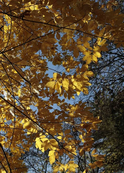Yellow Autumn Leaves Carya Cordiformis Tree Park — Stock Photo, Image