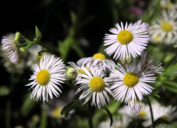 Μικρά Λουλούδια Από Αγριολούλουδα Erigeron Κοντά — Φωτογραφία Αρχείου