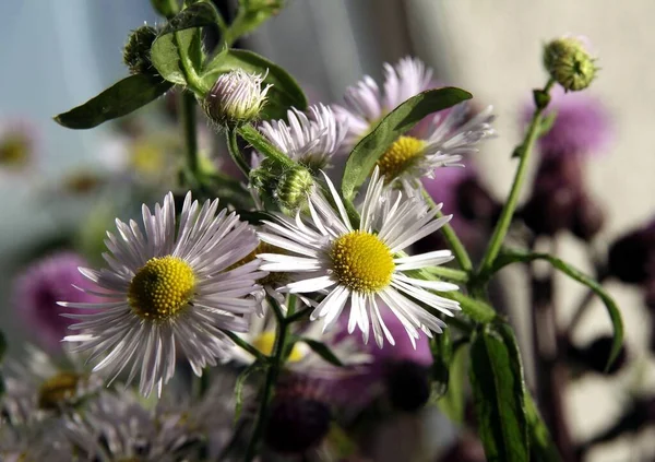 Kleine Lila Blüten Der Wildpflanze Erigeron Aus Nächster Nähe — Stockfoto