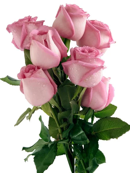 Bonitas Flores Rosal Del Jardín Cerca — Foto de Stock