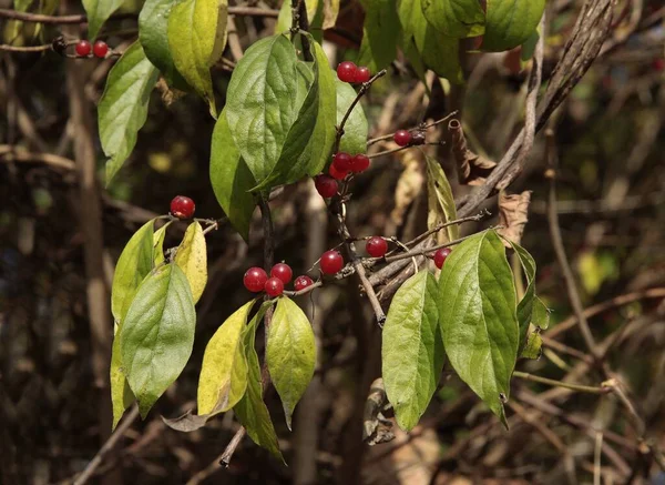 Κόκκινα Μικρά Μούρα Αναρριχώμενου Φυτού Lonicera — Φωτογραφία Αρχείου