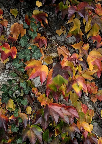 Vícebarevné Listoví Horolezecké Rostliny Parthenocissus Tricuspidata Podzim — Stock fotografie