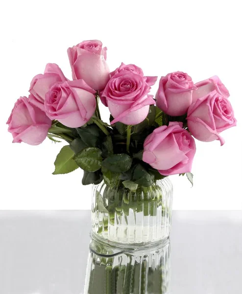 Piękne Kwiaty Krzewu Róż Ogrodu Bliska — Zdjęcie stockowe