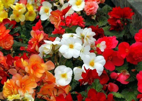 Mooie Veelkleurige Bloemen Van Begonia Planten Park Close Stockfoto