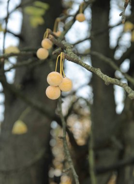 Sonbaharda ginkgo bakireleri ağaçlarının sarı meyveleri.