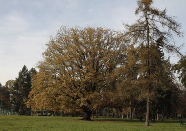 Parktaki dev meşe ağacının manzarası