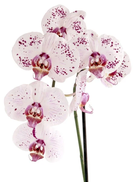 Güzel Pembe Kırmızı Orkide Yakın Çekim — Stok fotoğraf