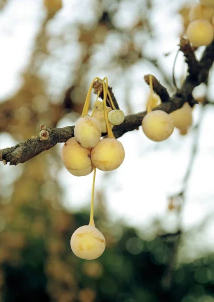 Frutti Gialli Dell Albero Ginkgo Maidenhair Autunno Vicino — Foto Stock