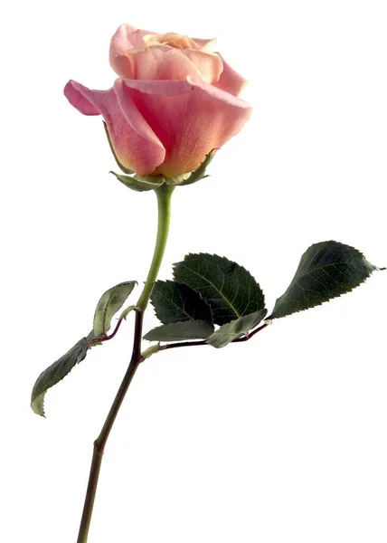 Bonitas Flores Rosal Del Jardín Cerca — Foto de Stock