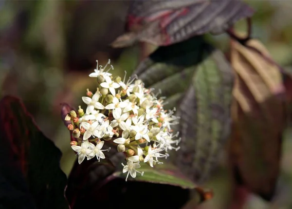 Arbusto Álbum Cornus Con Flores Blancas Frutos Corimbos Cerca Otoño — Foto de Stock