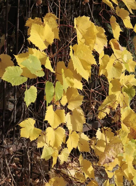 秋天藤蔓攀援植物的黄叶 — 图库照片