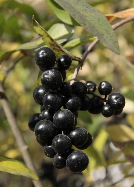 Bokor Apró Fekete Gyümölcsei Ősszel — Stock Fotó