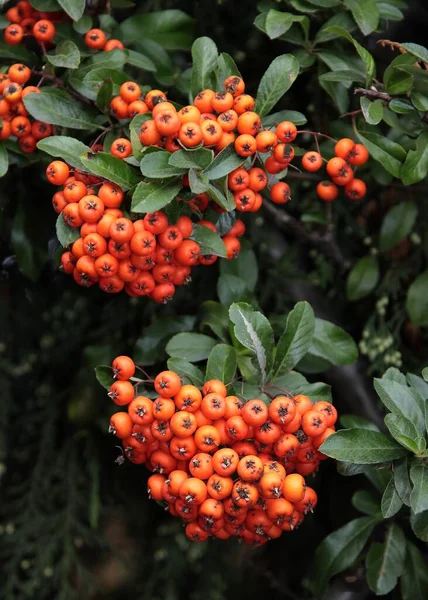 Vörös Gyümölcsök Corymb Tűztövis Bokor Pyracantha Kokcinea Ősszel — Stock Fotó