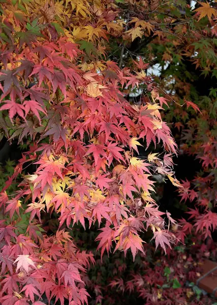 Yellow Leaves Maple Tree Autumn Park — Stock Photo, Image