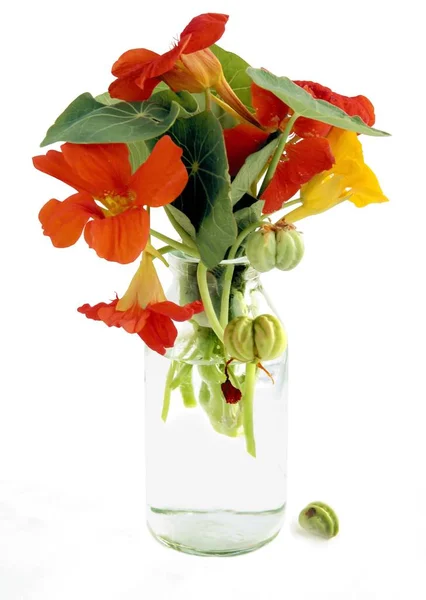 Planta Tropacolum Capuchina Con Flores Color Naranja Hojas Redondas Cerca — Foto de Stock