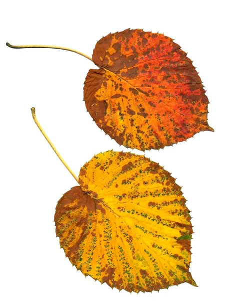 Flerfärgad Olika Blad Träd Hösten Isolerad Närbild — Stockfoto
