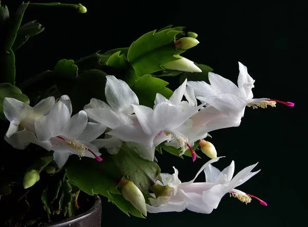 Kerstmis Cactus Schlumbergera Sappig Met Mooie Witte Bloemen Close — Stockfoto