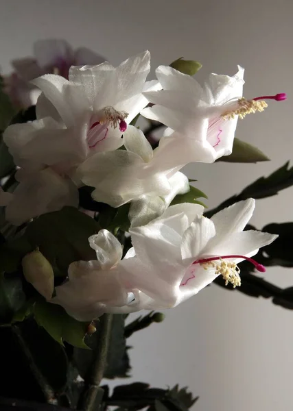 Christmas Cactus Schlumbergera Succulent Pretty White Flowers Close — Stock Photo, Image