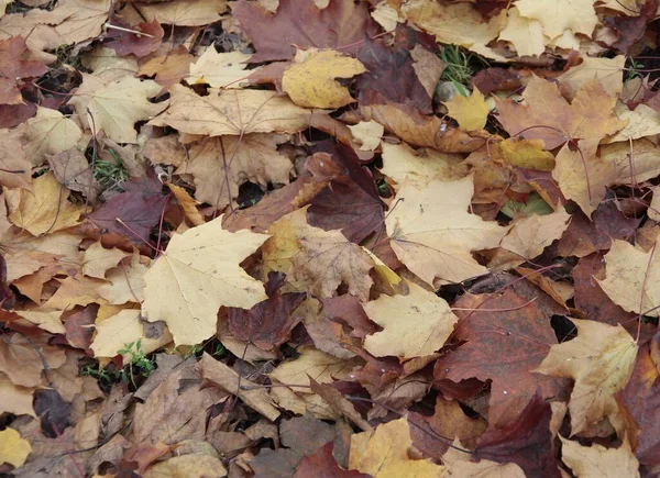 秋天公园里枫树的黄叶 — 图库照片