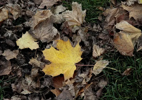 Желтые Листья Клена Осенью Парке — стоковое фото