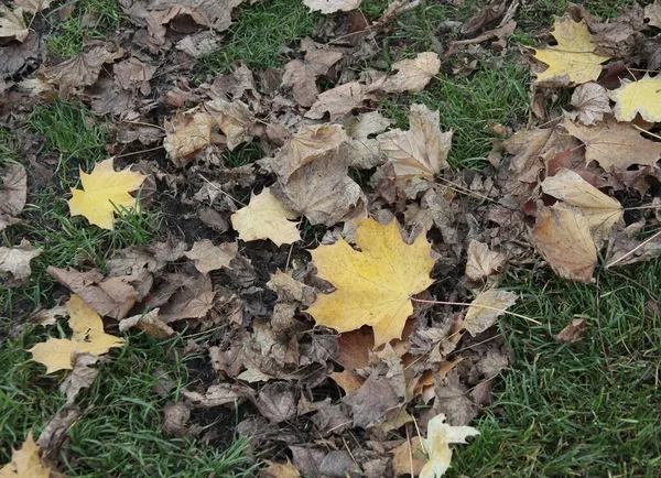 Žluté Listy Javoru Podzim Parku — Stock fotografie
