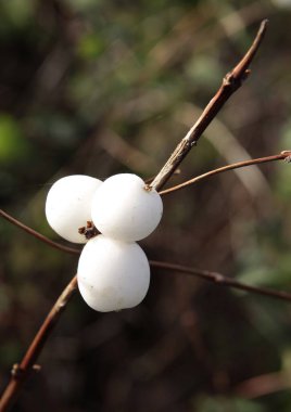 Sonbaharda kar çileklerinin beyaz meyveleri kapanıyor.
