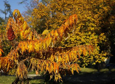 Rhus Typhinna - Sonbaharda sarı yapraklı sumac ağacı